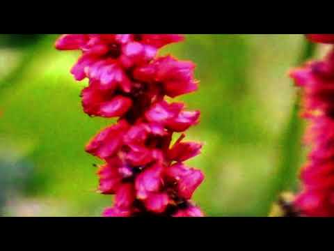 Felbm - Cycli (Official Video)