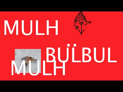 Y Bülbül - Mulhouse