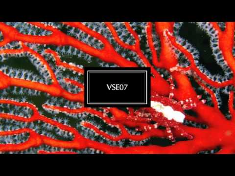 VSE07